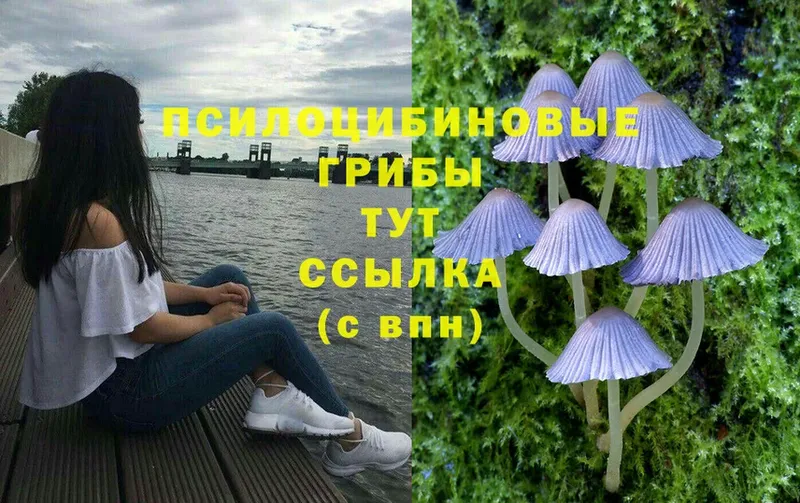 ссылка на мегу маркетплейс  Вуктыл  Псилоцибиновые грибы Psilocybe 